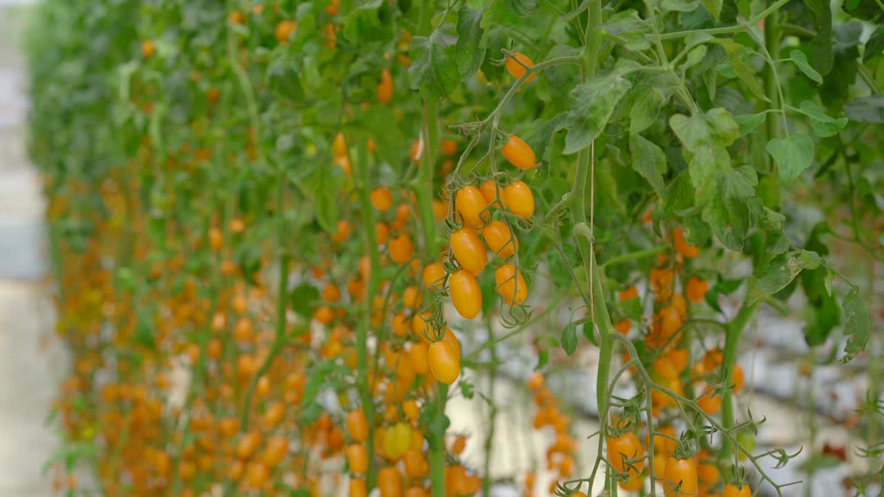 온실 농장에서 자라는 토마토 줄의 손잡이. 생태 제품 개념