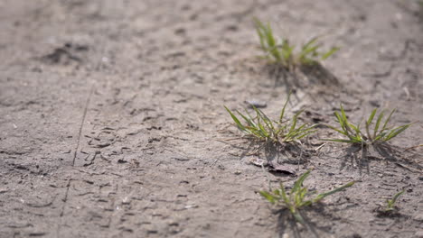 heavy leather boots trampling fresh grass sprouts growing out of mud