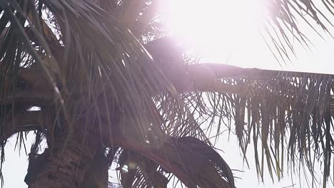 light wind blows on huge green palm leaves under bright sun