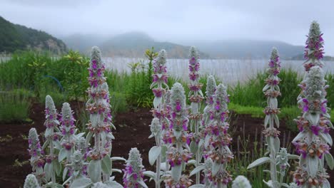 flowers at lake kawaguchiko at mount fuji in japan