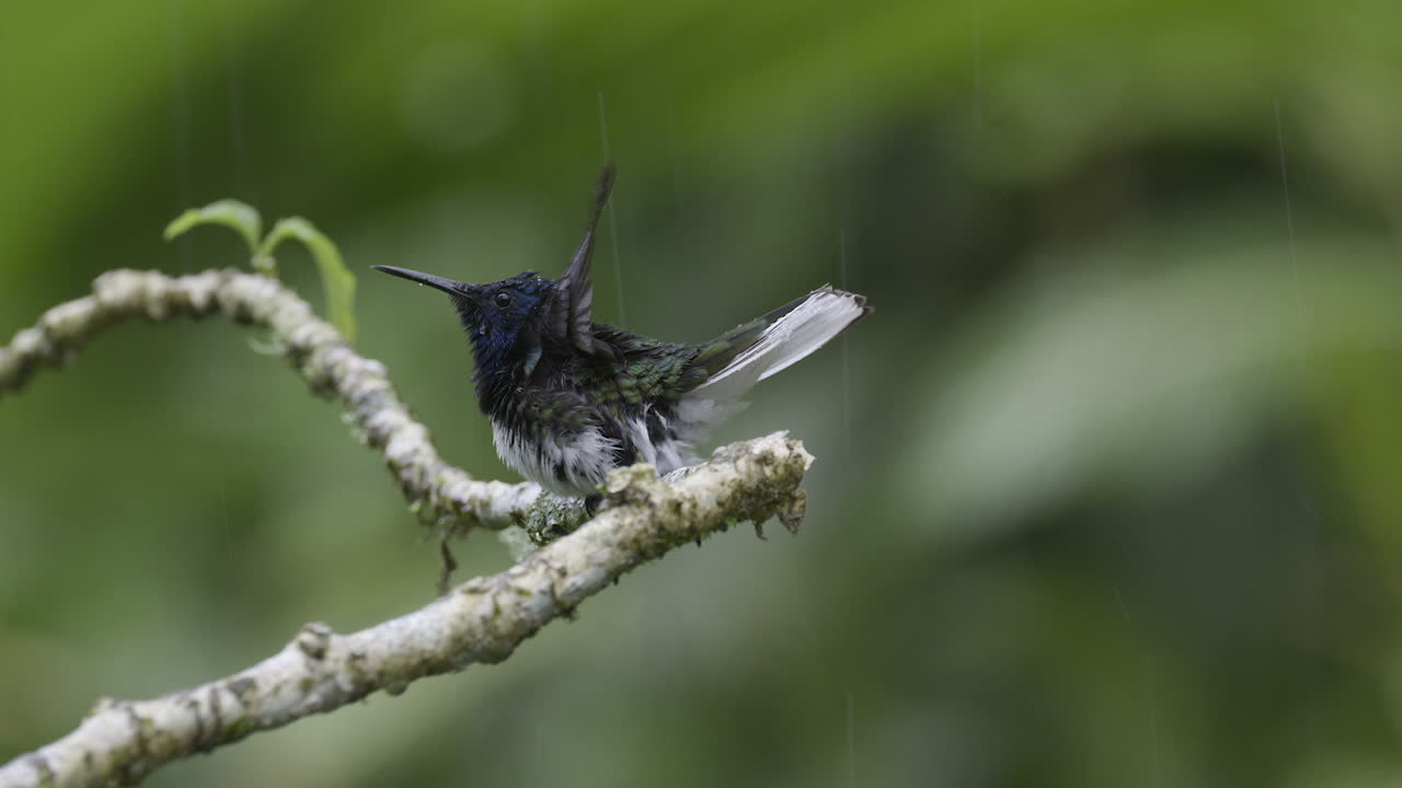macho jacobino de cuello blanco posado en una ramita, bañándose en la lluvia