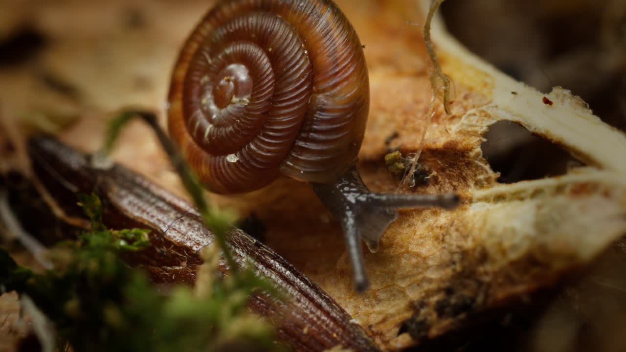 caracol redondeado moviéndose lentamente en el suelo del bosque en un tiro macro de movimiento lento