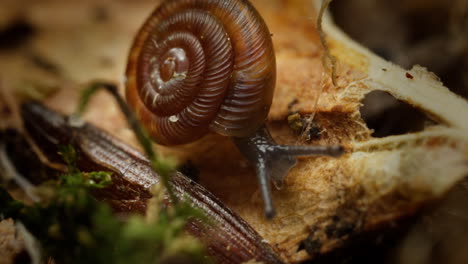 rounded snail moving slowly on forest floor in a slow moving macro shot