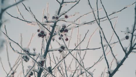 Zweige-Mit-Roten-Paradiesäpfeln-Unter-Frost-Im-Winter