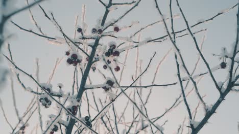 ramas con manzanas rojas del paraíso bajo las heladas en invierno
