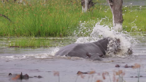 un hipopótamo bostezando mientras está sumergido en el agua tranquila del lago en botswana (foto de cerca)