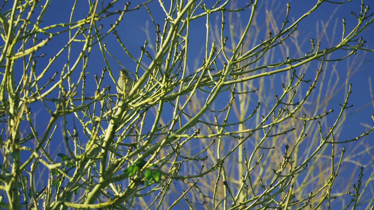 Song Thrush perched on branches singing against a clear blue sky in natural countryside habitat