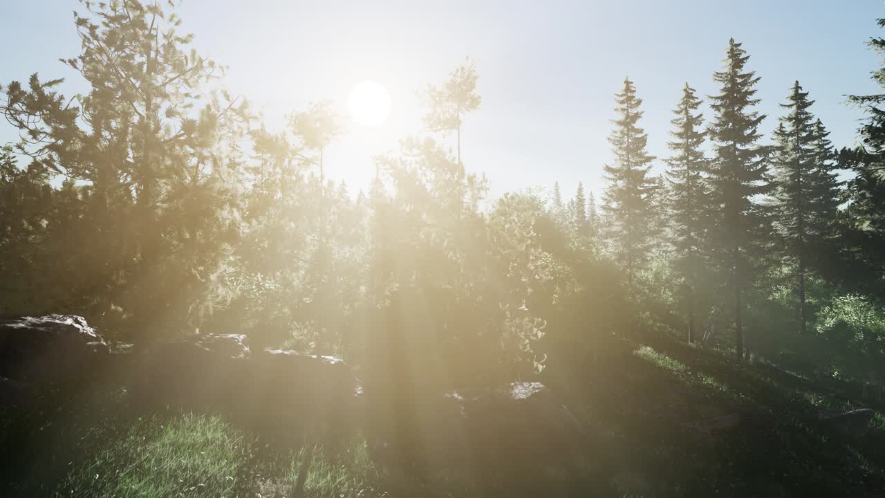 здоровые зеленые деревья в лесу