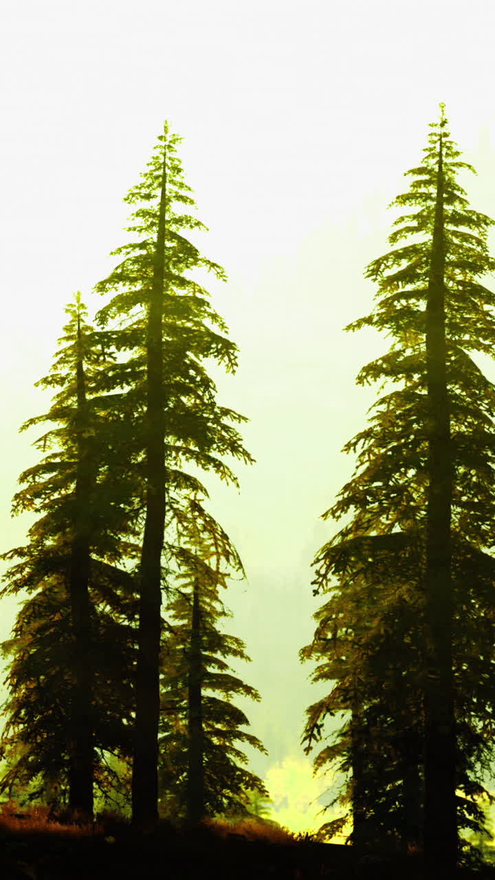 Tall evergreen trees silhouetted against a bright sky in a serene landscape