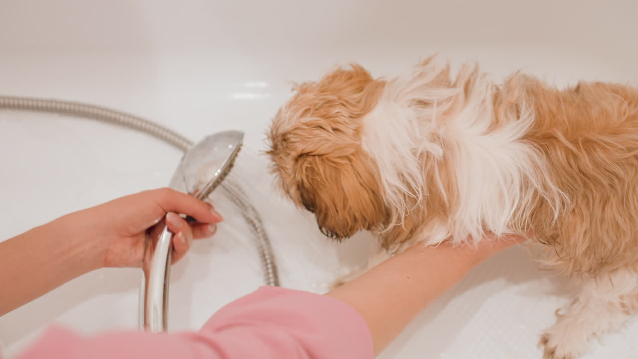 Gentle Cleaning Soothes Young Dog, Dog Receives Soothing Bath From Caring Owner Using Soft Pink Spray, Providing Calming Bath Experience With Gentle Rinsing To Keep Young Dog Happy