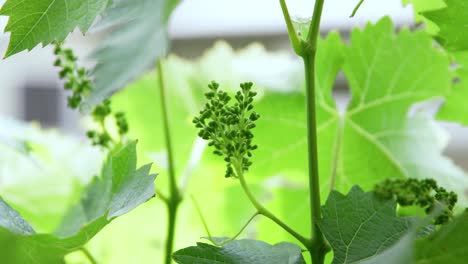 unripe bunch of green grapes blowing in the wind on a sunny day close up