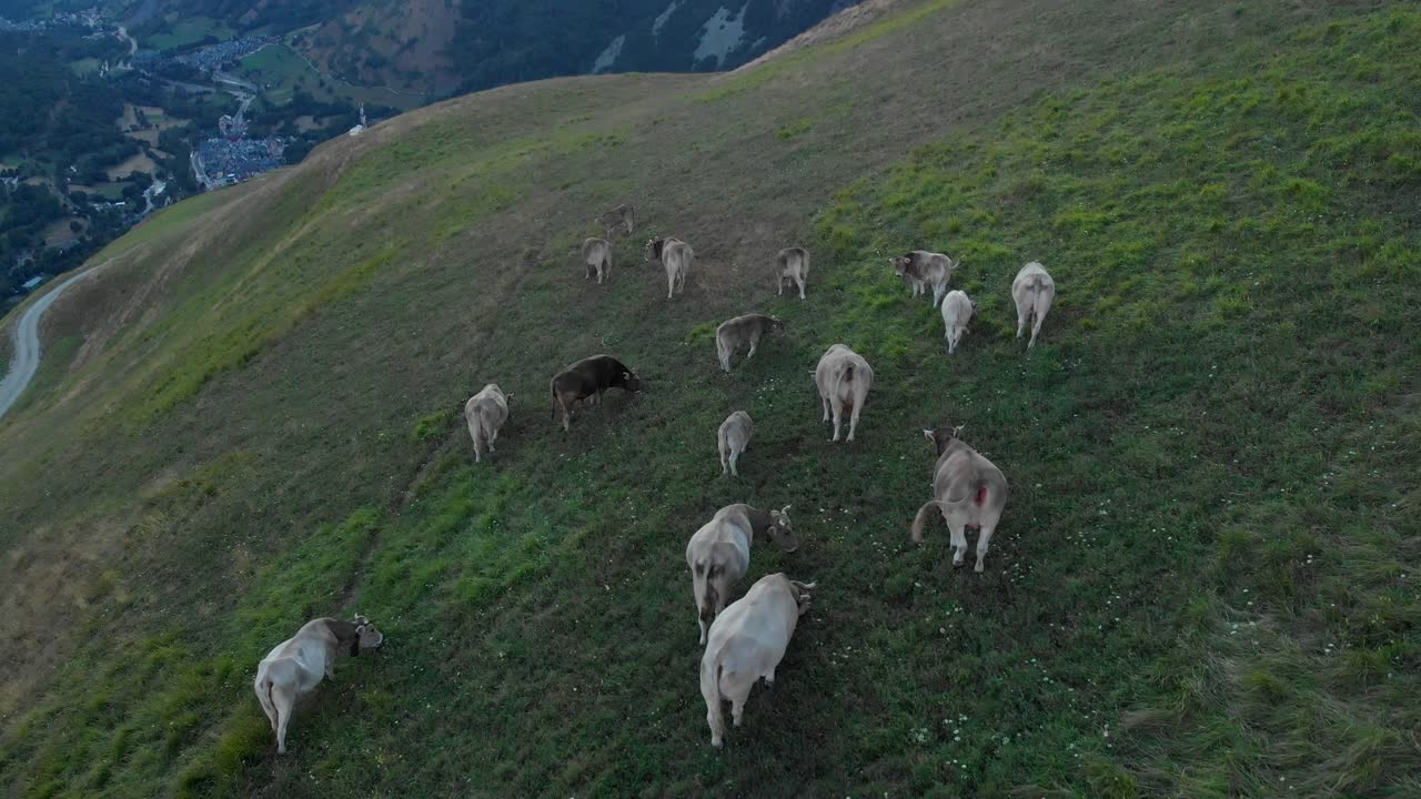 fotografía aérea de animales salvajes pastando en la montaña