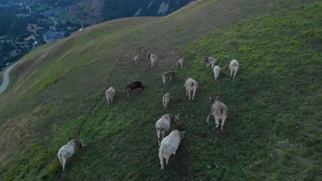 Luftdrohnenaufnahme-Von-Wilden-Tieren,-Die-Auf-Dem-Berg-Grasen