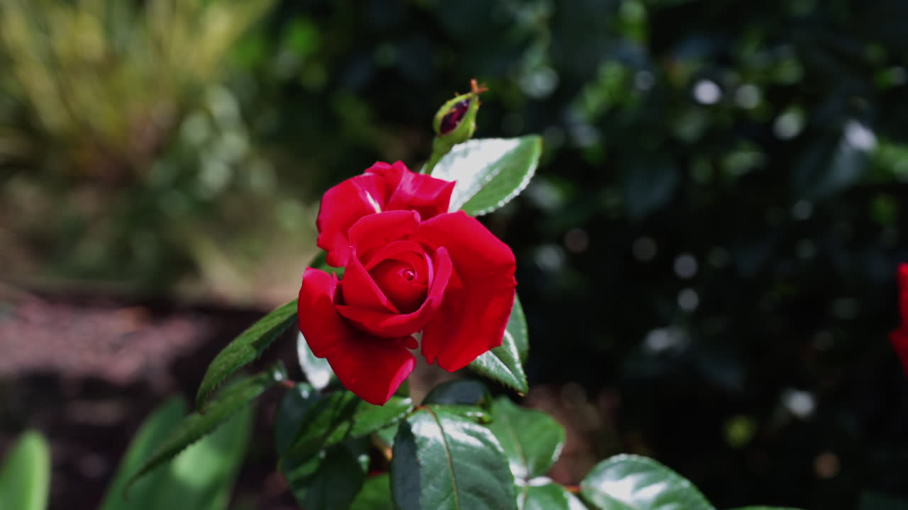 Close up of red roses with a blurred garden on the background
