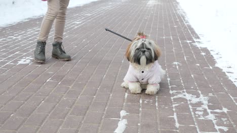 caminar con un perro. la chica está caminando con el perro shih tzu a través del parque de invierno.
