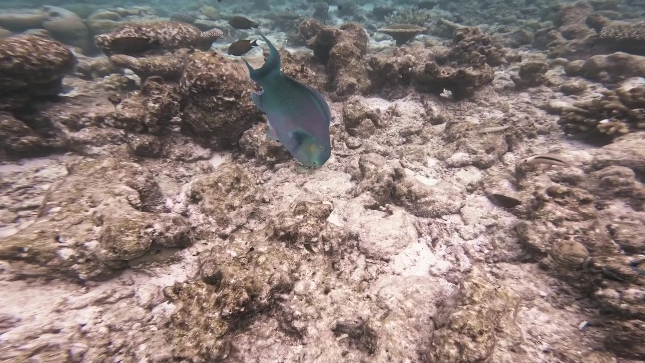 A blacktip reef shark cruises across a sunlit shallow coral reef as large parrotfish pass close to a forward-moving underwater camera in the tropical waters of the Maldives.