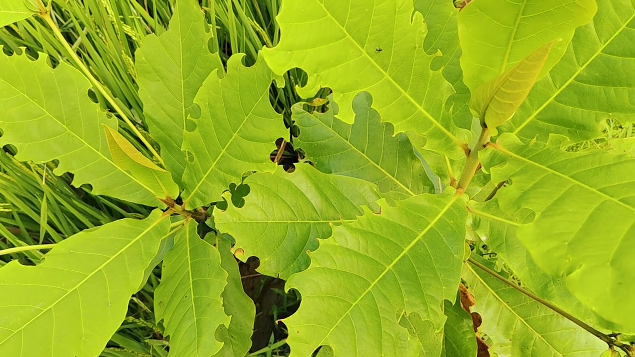 Bombo che striscia su foglie verdi di una pianta.