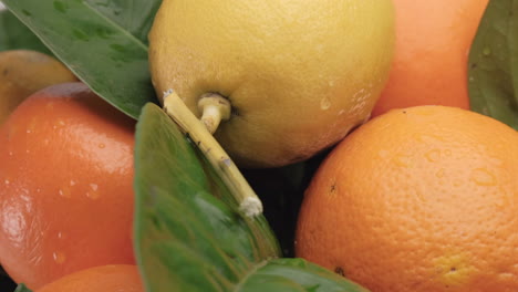 cítricos limón y naranja de cerca
