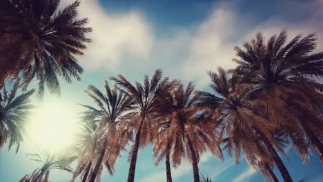 Looking-up-at-palm-trees-at-Surfers-Paradise