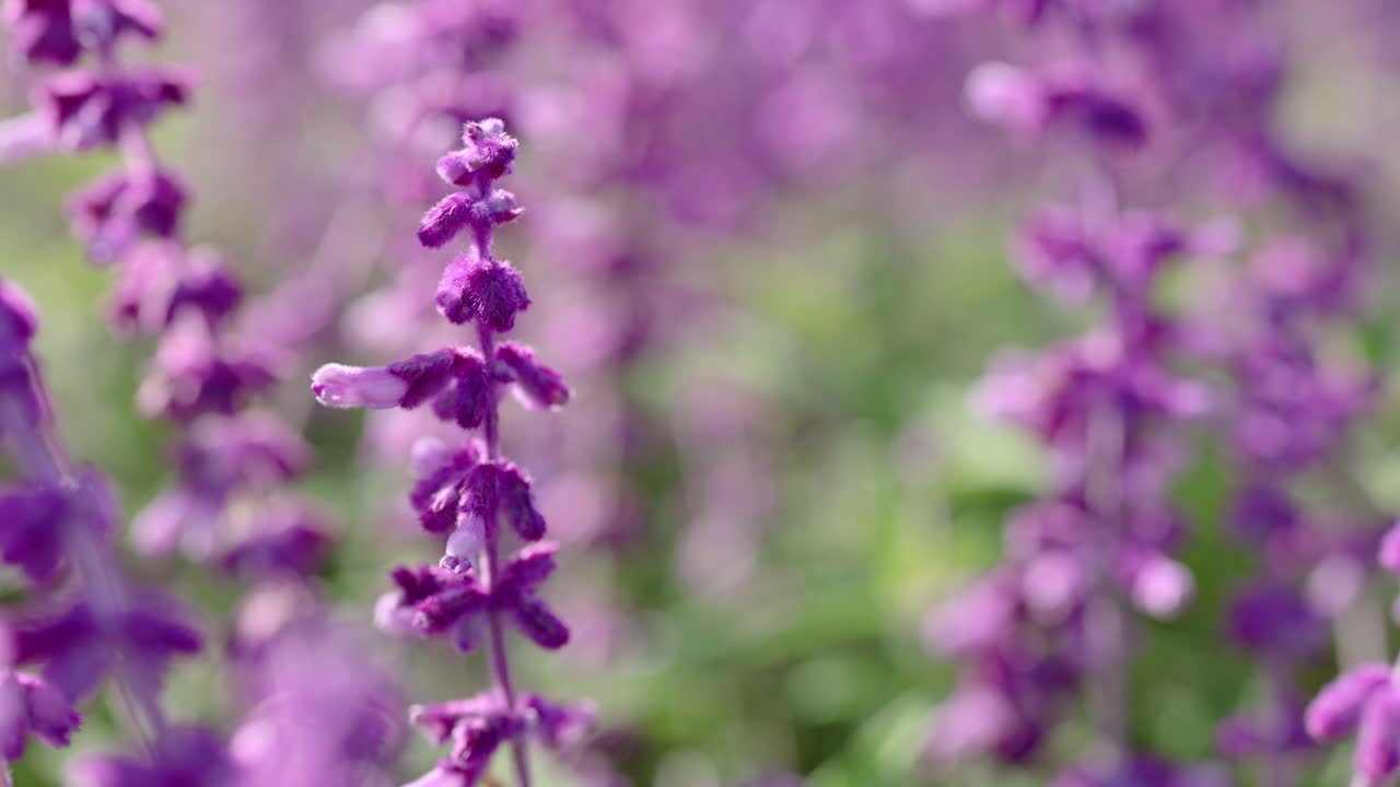 Primo piano di fiori di lavanda a Melbourne, Australia