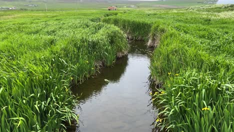 orkney burn on rousay flowing through reeds and flag iris