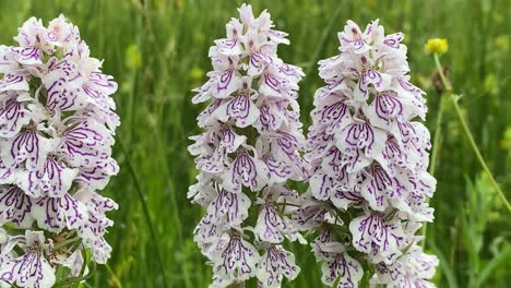 close-up einer weißen, häufig gefleckten orchideenblume, die sich sanft im wind bewegt, die kamera zieht sich langsam aus, großbritannien