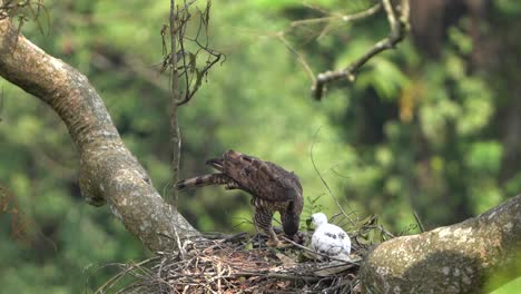 Ein-Javanischer-Habichtsadler-Und-Seine-Küken-Sind-In-Ihrem-Nest-In-Freier-Wildbahn