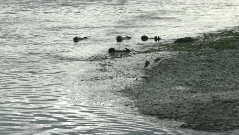 Un-Grupo-De-Nutrias-Marinas-Del-Sur-Descansando-En-Las-Aguas-Tranquilas-Y-Poco-Profundas-Del-Pantano-De-Cuerno-De-Alce,-Aterrizaje-De-Musgo