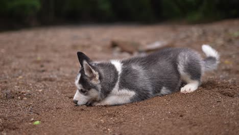 perro husky siberiano, perro husky bebé, cachorro, perro en el río, naturaleza, animal doméstico en un lago, alaska