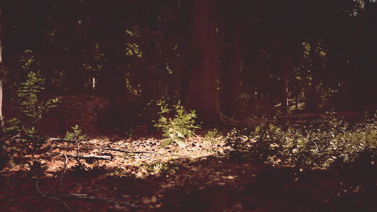 Scena della foresta con terreno muschioso in una serata di sole in estate