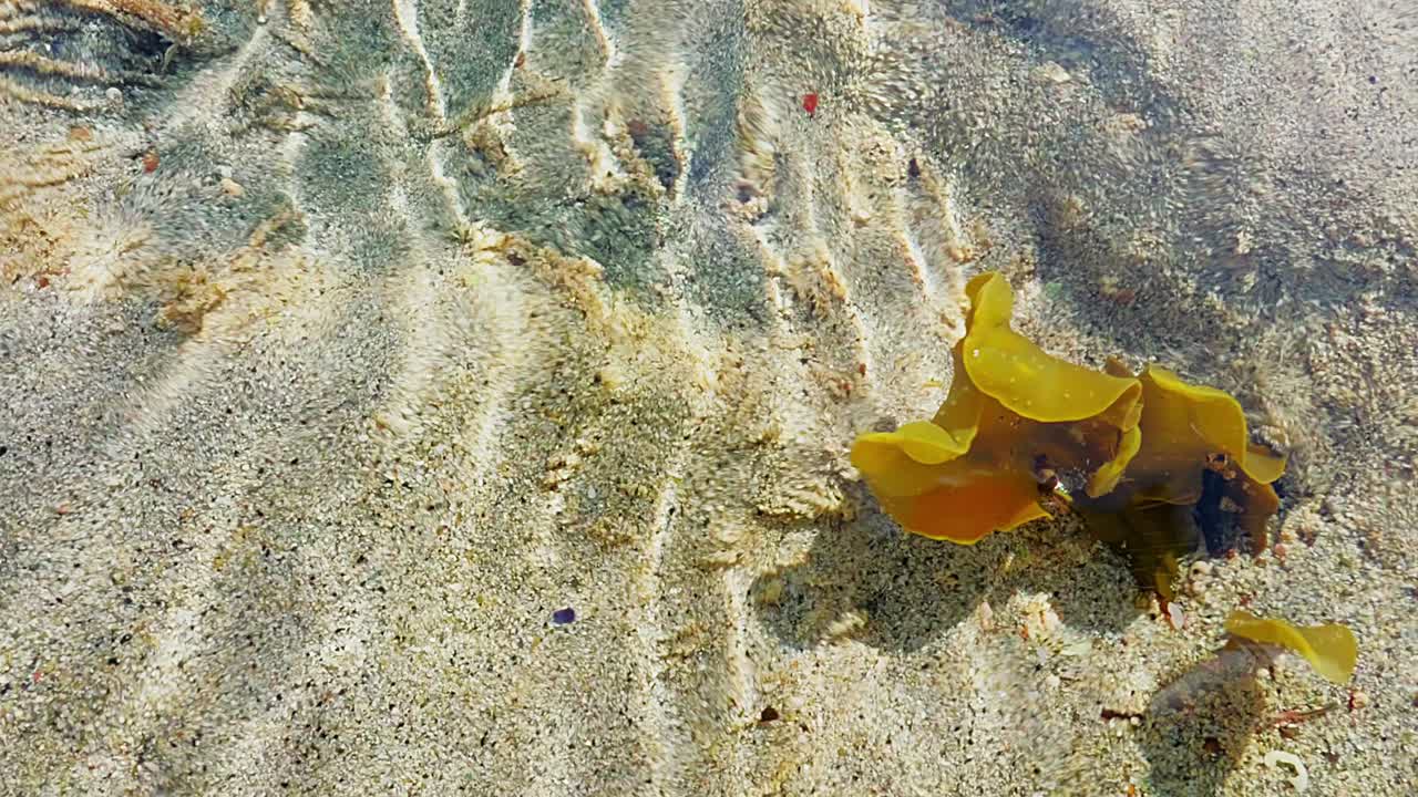 las algas jóvenes disfrutan del sol de primavera en la corriente de agua dulce que fluye hacia el mar cercano