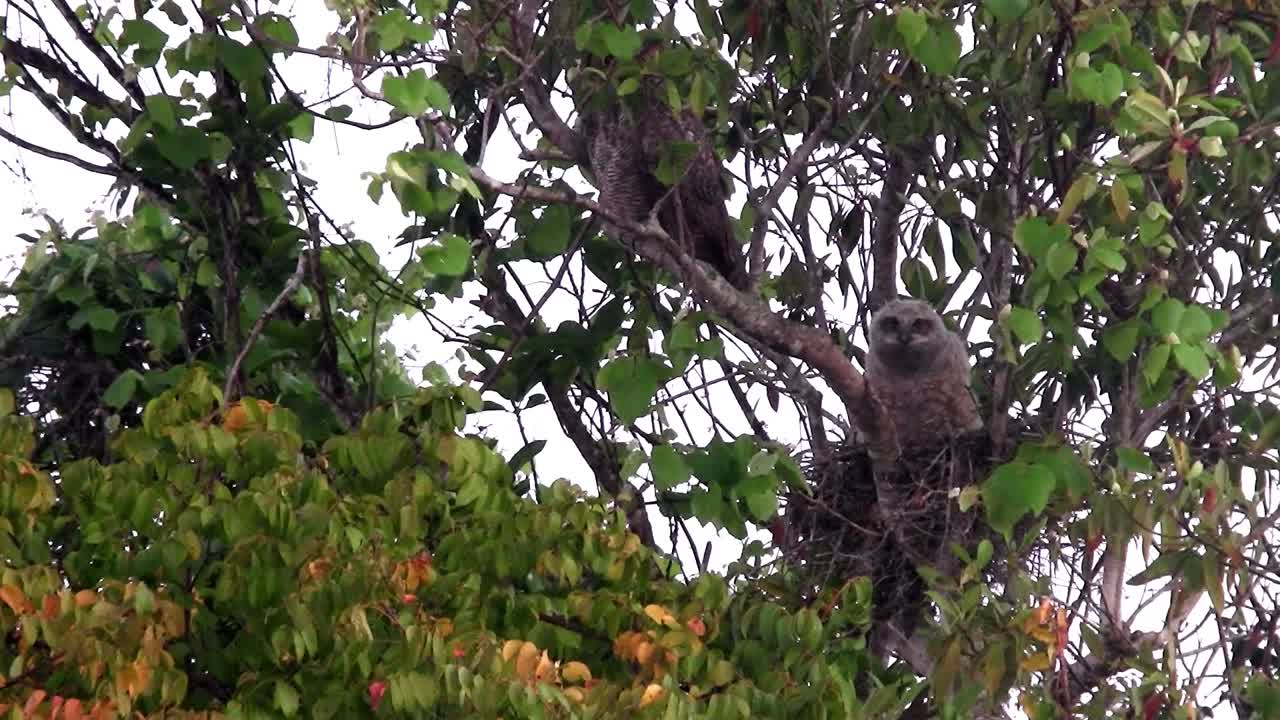 큰뿔올빼미가 숲속의 나무에서 내려다본다