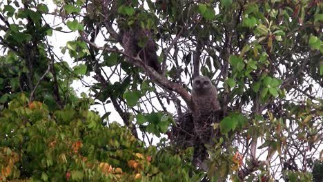 A-great-horned-owl-peers-down-from-a-tree-in-the-forest