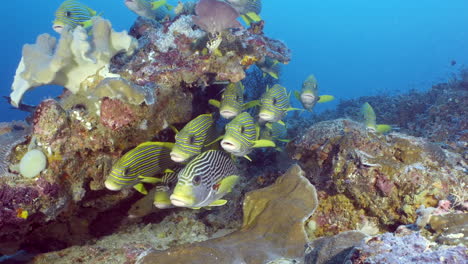 Paisaje-Marino-Con-Peces-Amarillos,-Líneas-Negras-Y-Puntos-Escolarizados-En-Aguas-Azules-Y-Claras-Del-Arrecife-De-Coral-En-El-Mar