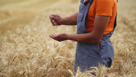 farmer checks dry wheat in field. unrecognizible worker in golden field.