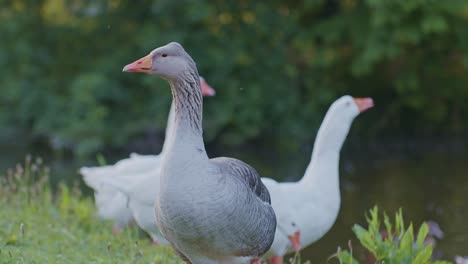 un ganso gris y gansos blancos aves animales en entorno natural en estilo cinematográfico de vida silvestre