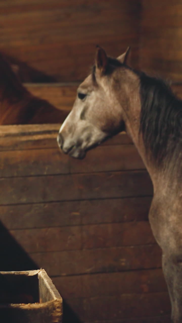 Domestic horses chew food standing in wooden stalls in barn. Large equestrian center with domestic animals feeding and living in stable closeup