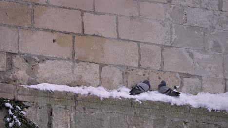 Pigeons-huddle-to-keep-warm-on-a-brick-wall-in-winter,-Guardiagrele,-Abruzzo,-Italy