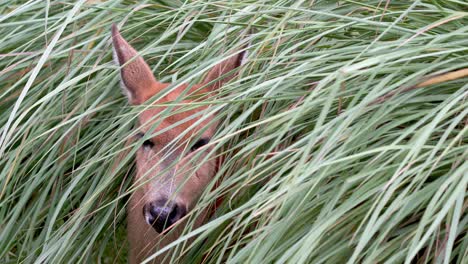 close up shot of a marsh deer falling asleep while sitting under a bush