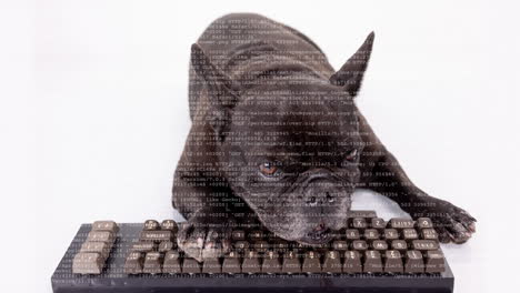 dog hacker lying down with a keyboard hacking, studio footage