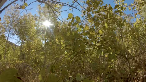 hojas de abeto dorado cayendo en cámara lenta en un bosque de abeto en utah en otoño