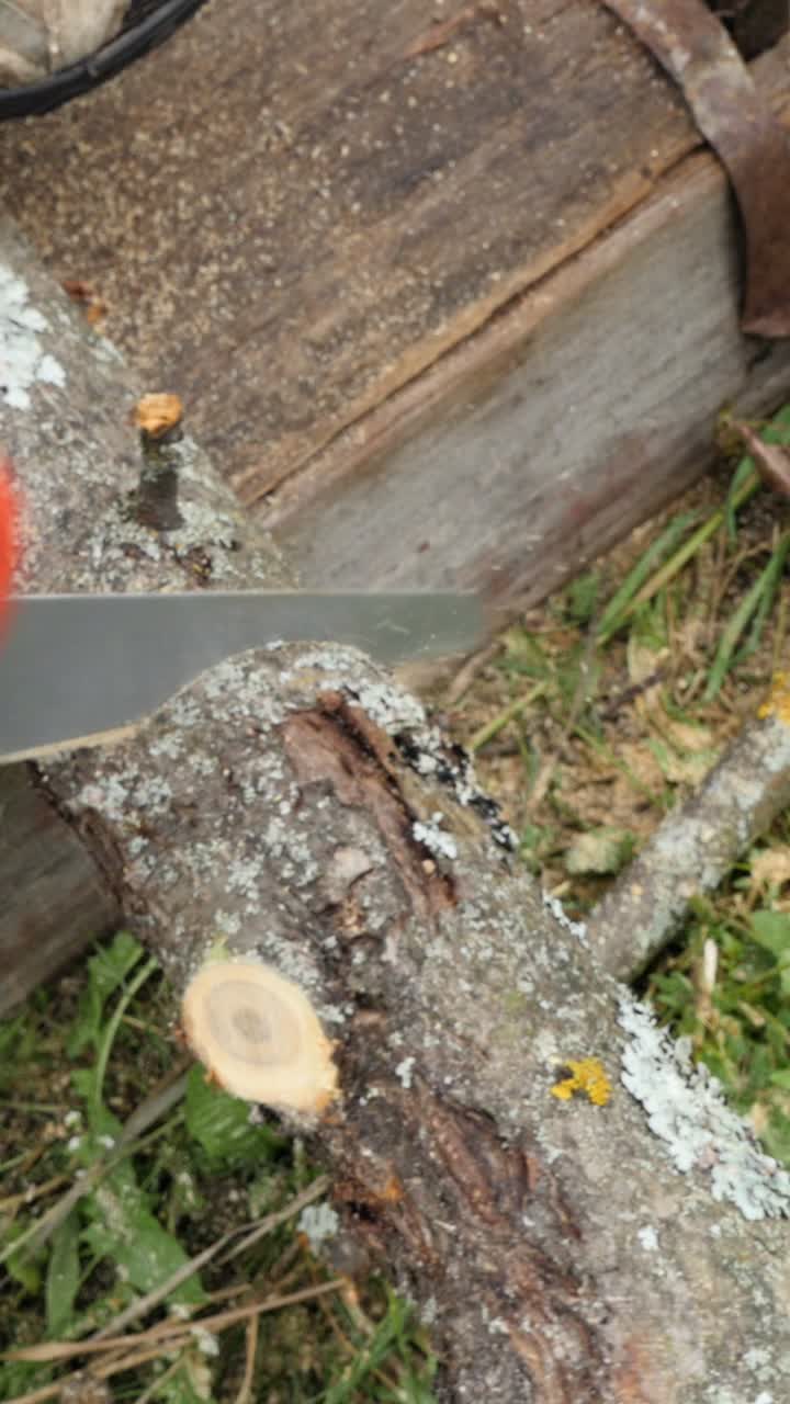 톱으로 나무 자르기