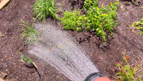 manguera de jardín para regar las plantas en el jardín soleado