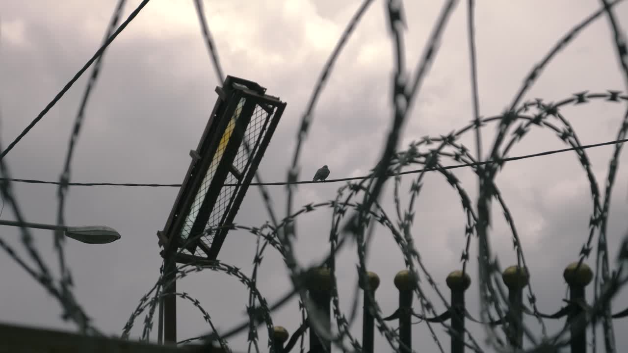 one pigeon is under siege, like it is behind military camp