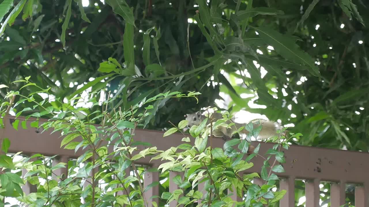 다람쥐,태국다람쥐