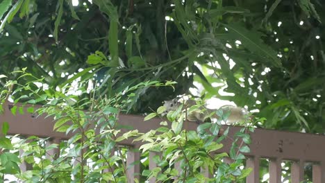 squirrel, thai squirrel