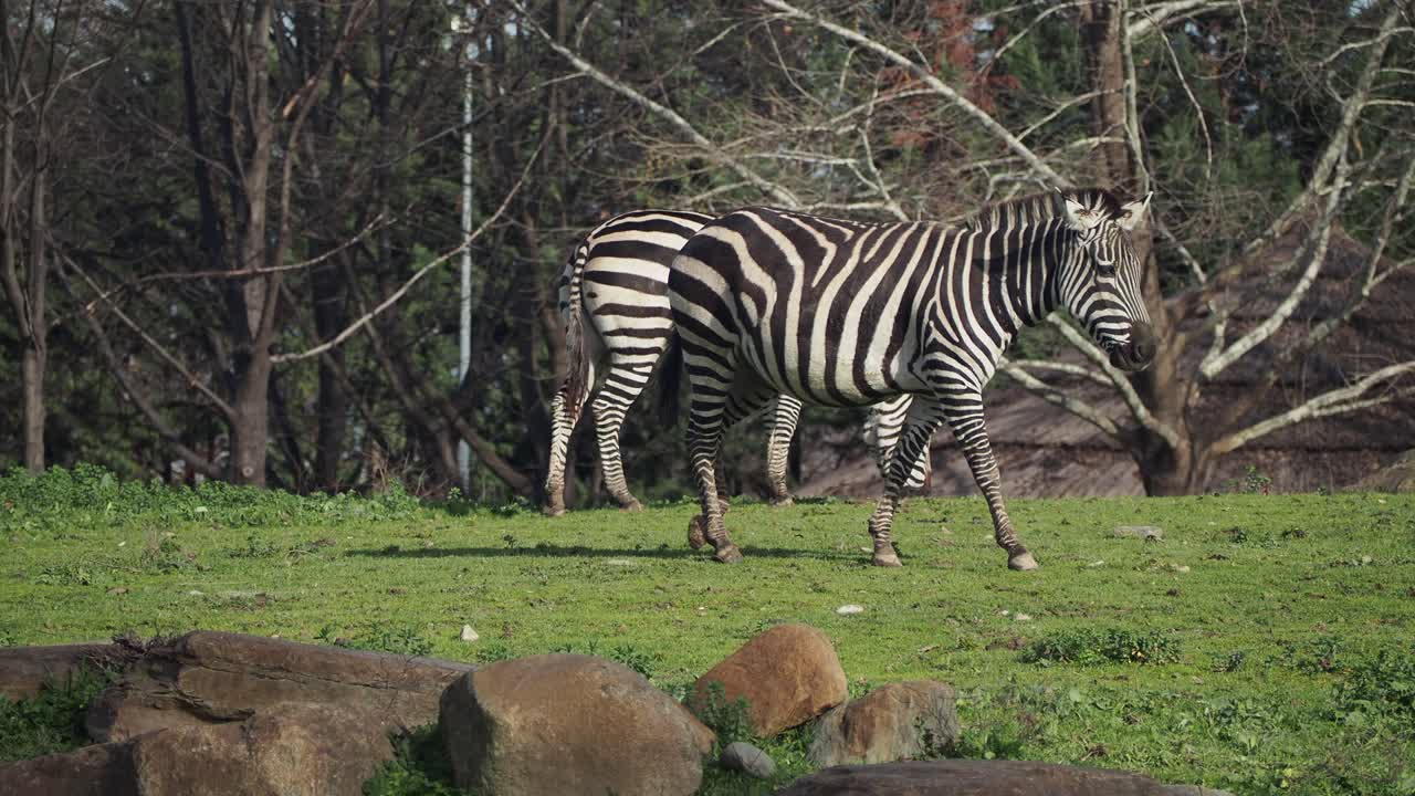 Zebre nel loro habitat naturale