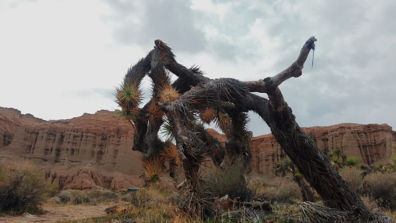 Desert timelapse with dying Joshua tree, dramatic rocky background.