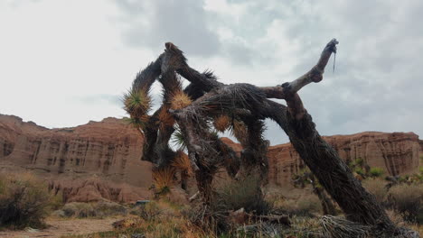 desert timelapse with dying joshua tree, dramatic rocky background.
