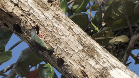 Baby-Füttert-Kupferschmied-Barbet-In-Einem-Loch